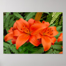 Lily flower - Iridescent orange (Matt 28-30) Posters