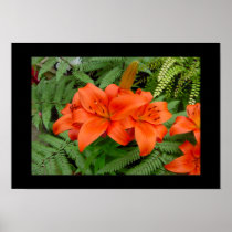 Lily flower - Iridescent orange posters