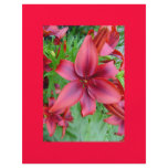 Lily flower - Iridescent red v2b flyers