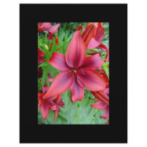 Lily flower - Iridescent red v2b Full Color Flyer