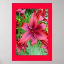 Lily flower - Iridescent red v2b posters
