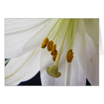 Lily Flower Macro card cards