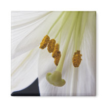 Lily Flower Macro fridge magnet magnets