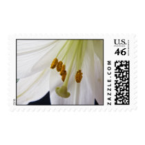 Lily Flower Macro postage stamps stamps