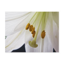 Lily Flower Macro postcard postcards