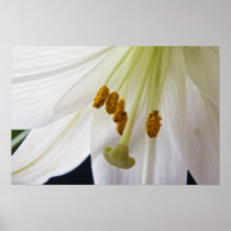 Lily Flower Macro poster print posters