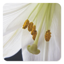 Lily Flower Macro square stickers stickers
