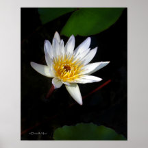 Lily Flower Poster