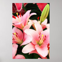 Lily flowers and bud posters