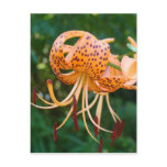 LILY FLOWERS POST CARDS Lilies POST CARD