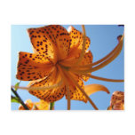 LILY FLOWERS POST CARDS Lilies POST CARD