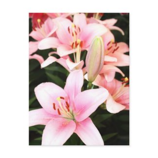 Lily flowers and bud