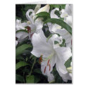 Lily Garden card