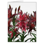 Lily greeting card by OneArmedGraphics