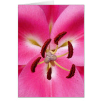 Lily Greeting Cards