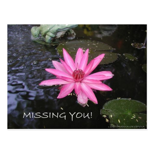 LILY GREETINGS 3 POST CARD