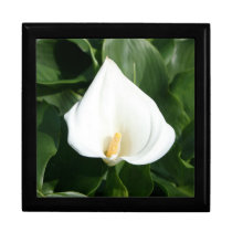 Lily growing at Calla Lily Plantation, Taiwan gift boxes