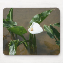 Lily growing at Calla Lily Plantation, Taiwan mousepads