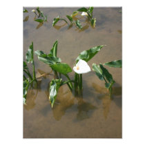 Lily growing at Calla Lily Plantation, Taiwan photography
