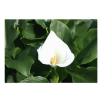 Lily growing at Calla Lily Plantation, Taiwan photography