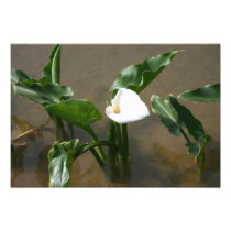 Lily growing at Calla Lily Plantation, Taiwan photography