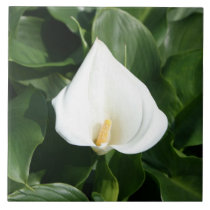 Lily growing at Calla Lily Plantation, Taiwan tiles