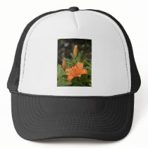 Lily hats