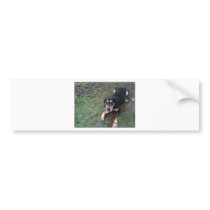 Lily in the mud! bumper sticker