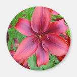 Lily - Iridescent Red (Luke 12:15) Magnet