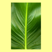 Lily Leaf posters
