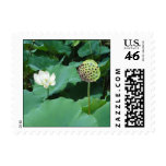 Lily/Lotus Stamp
