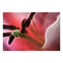 Lily Macro Photo Fractal