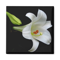 Lily magnets by princessklb07 Lily magnets