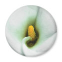 Lily magnets