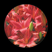 Lily Magnet magnets
