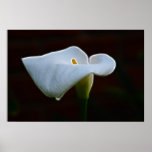 Lily of the Valley and meaning Posters