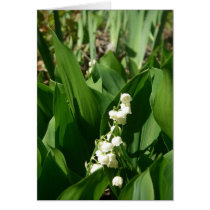 Lily of the Valley cards by greatphotos Lily of the Valley cards