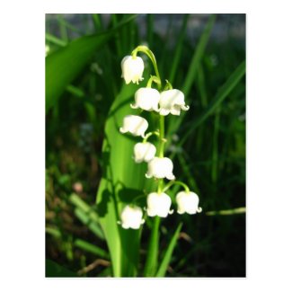 Lily Of The Valley Flowers Postcard