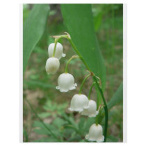 Lily-of-the-valley flyers