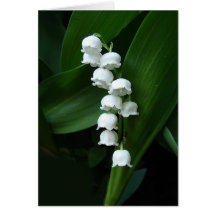 Lily of the Valley greeting card