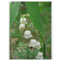 Lily-of-the-valley letterhead