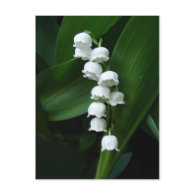 Lily of the Valley postcard postcard