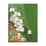 Lily of the Valley Post Card