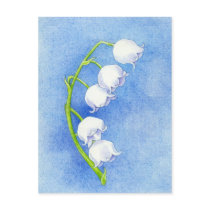 Lily of the Valley Postcard
