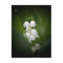 Lily-Of-The_Valley Postcard