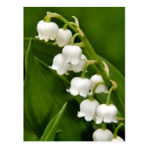 Lily Of The Valley Postcard