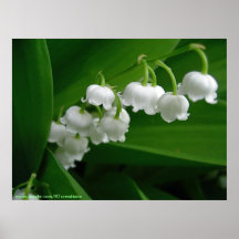 Lily of the Valley Print
