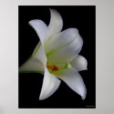 Lily on Black No. 1 posters