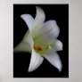 Lily on Black No. 1 Posters