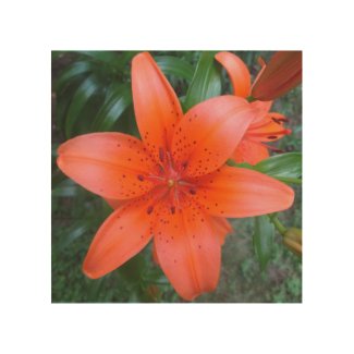 Lily Orange Speckled Flower